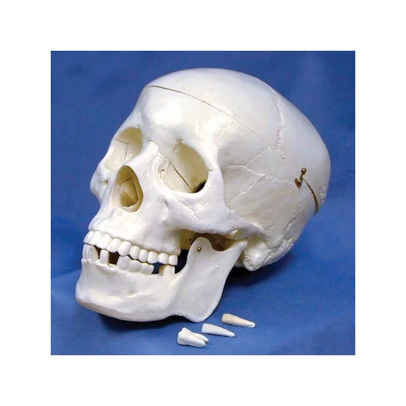Cráneo Humano Sintético de Tamaño Real