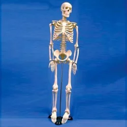 Esqueleto Humano Sintético 85 cm