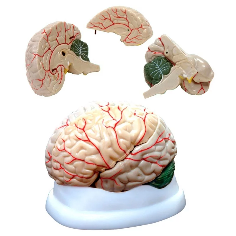 Cerebro Humano Sintético 3 partes